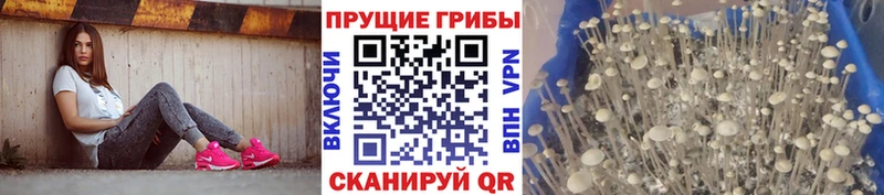 Купить где  Купино  Галлюциногенные грибы Psilocybe 